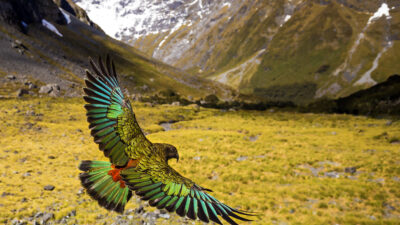 New Zealand: Earth's Mythical Islands Documentary