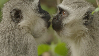 Animals Decoded: Cracking Nature's Secret Languages