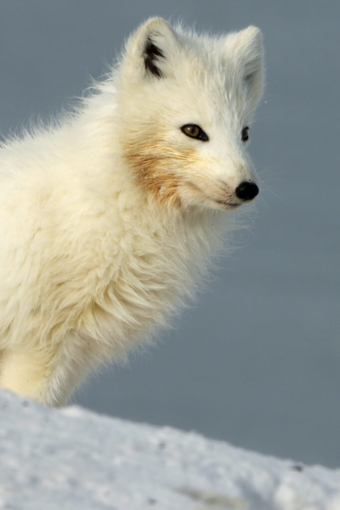 Alaska: A Year in the Wild — S1E3 — Summer