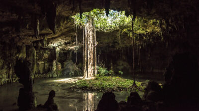 Forests of the Maya
