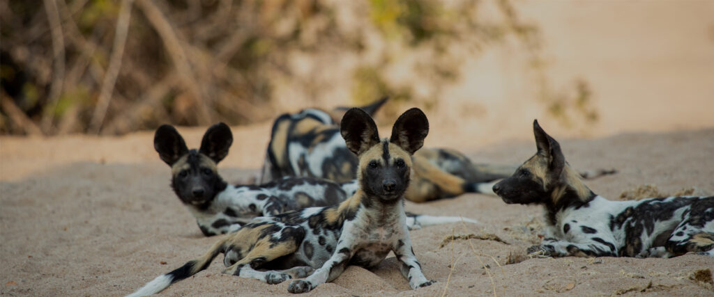 Wild Dogs: Pack vs Pride — S2E4 — Kakumbi Are Vulnerable