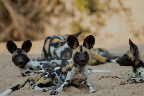 Wild Dogs: Pack vs Pride