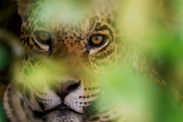 Pantanal - Brazil's Natural Miracle