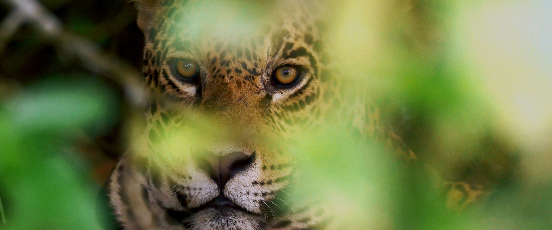 Pantanal - Brazil's Natural Miracle