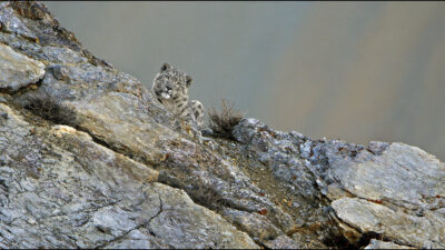 In Search of Snow Leopards: Chasing Shadows — Episode 2