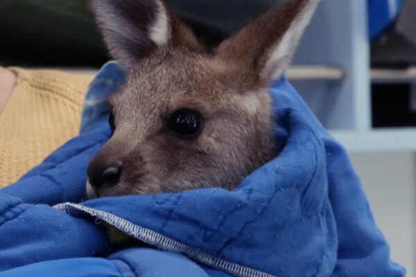 Australia: na ratunek zwierzętom
