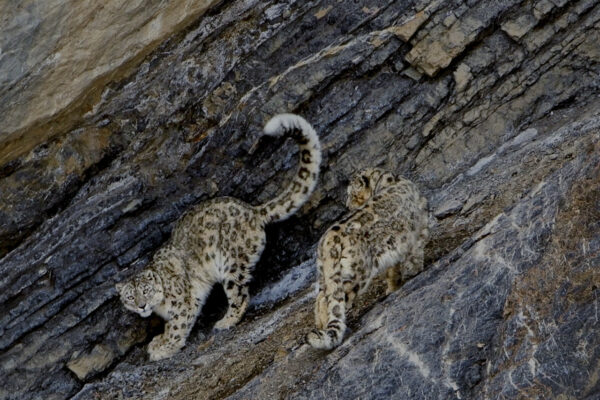 In Search of Snow Leopards: Chasing Shadows