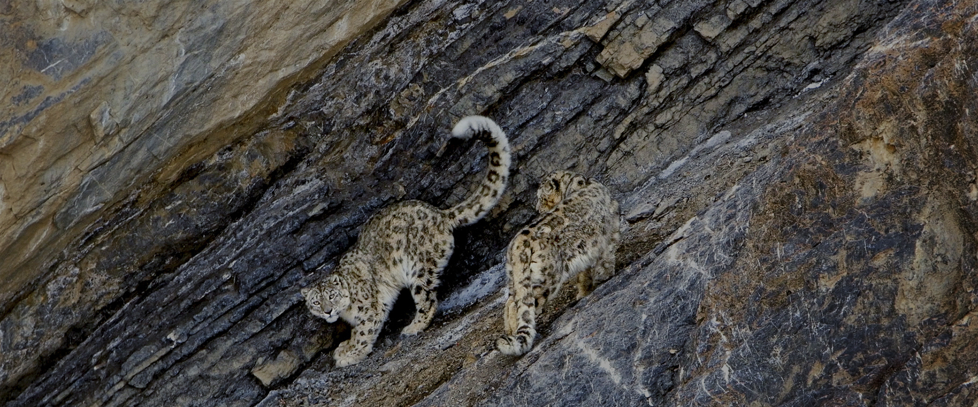In Search of Snow Leopards: Chasing Shadows