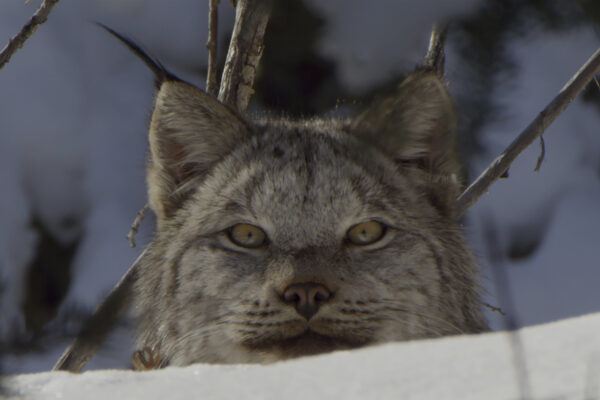 Canada: Surviving The Wild North