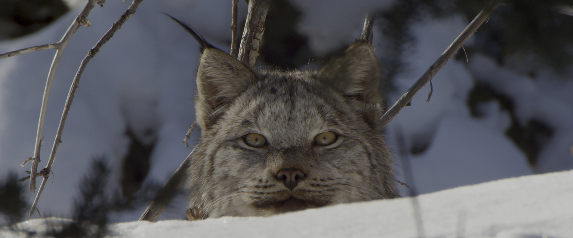 Canada: Surviving The Wild North