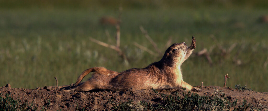 Canada: A Year in the Wild — S1E4 — Summer