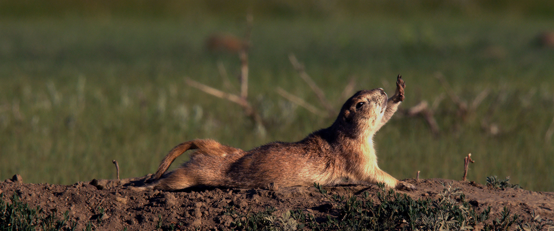 Canada: A Year in the Wild