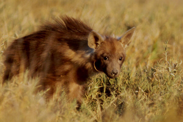 Brown Hyenas