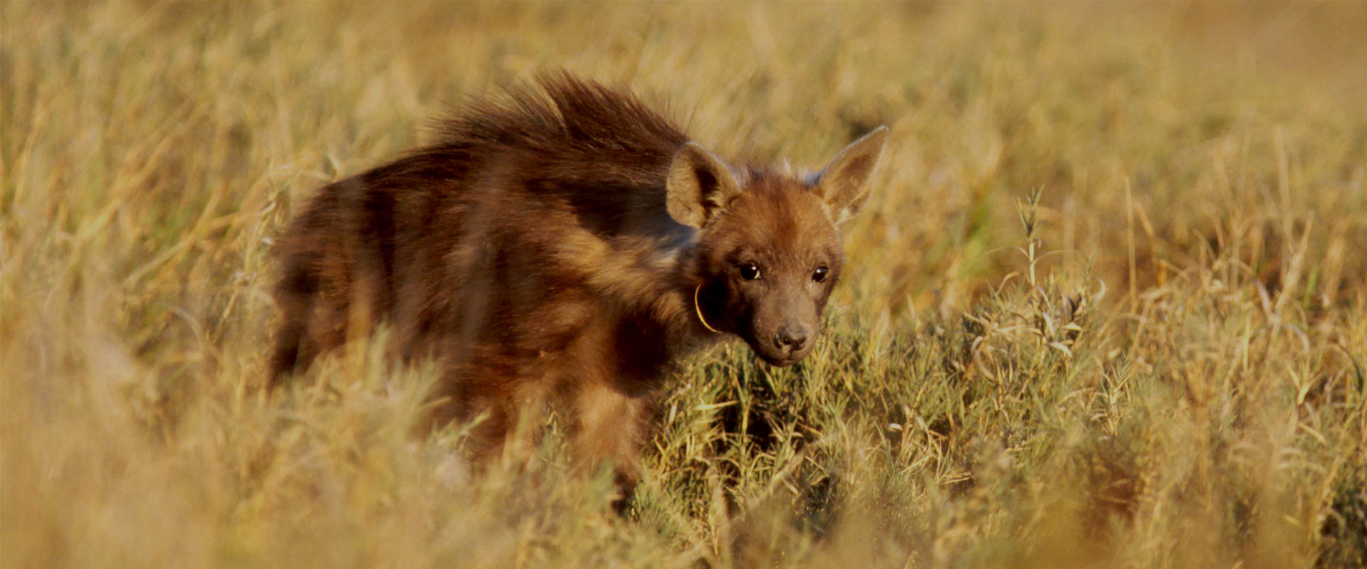 Brown Hyenas