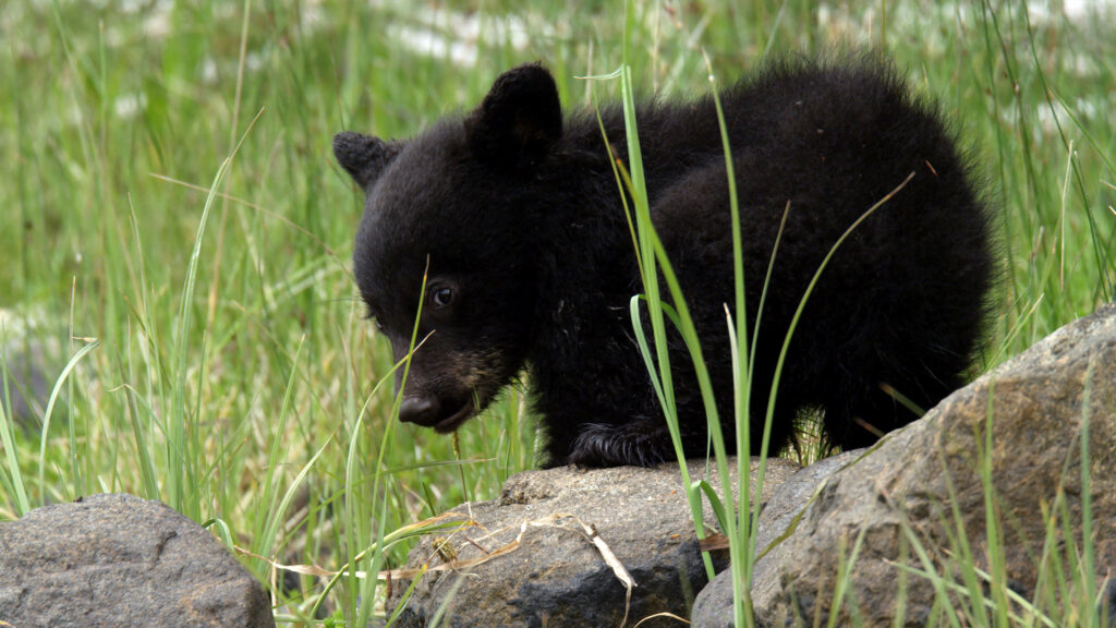 Canada: A Year in the Wild — S1E2 — Winter