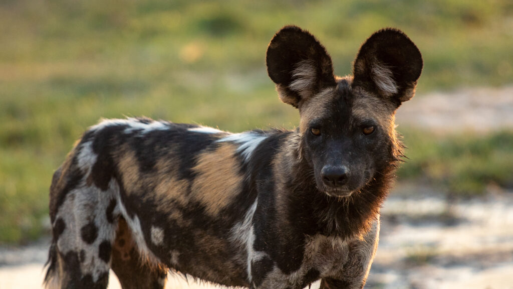 Wild Dogs: Pack vs Pride — S2E2 — Hunting with the Manzi