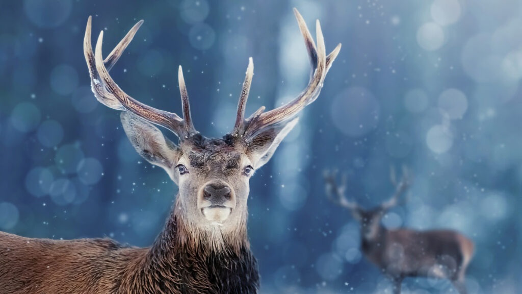 Snow Animals - S1.