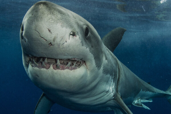 Planet Shark
