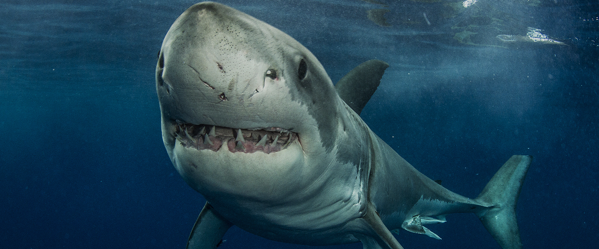Planet Shark