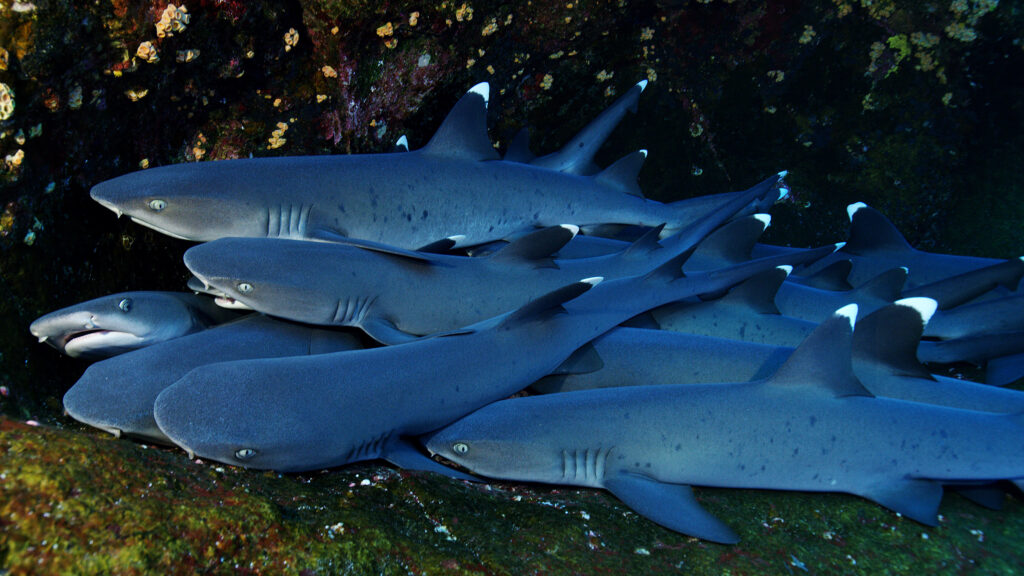 Planet Shark — S1E1 — Ultimate Predator