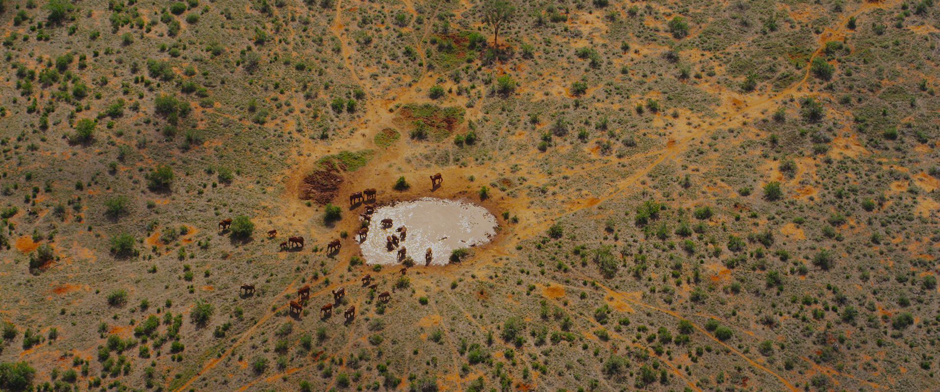 Once Upon a Time in Tsavo