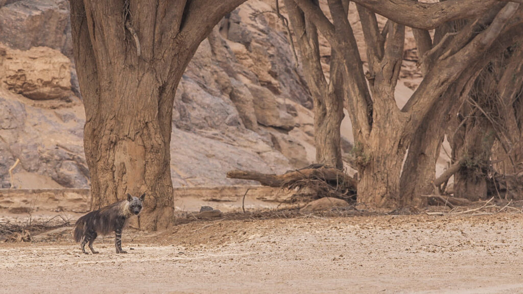 Brown Hyenas — S1