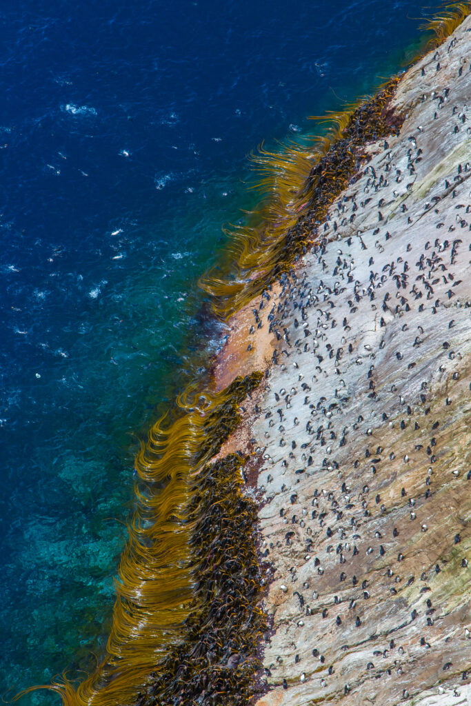 New Zealand: Earth's Mythical Islands — S1E3 — New Arrivals