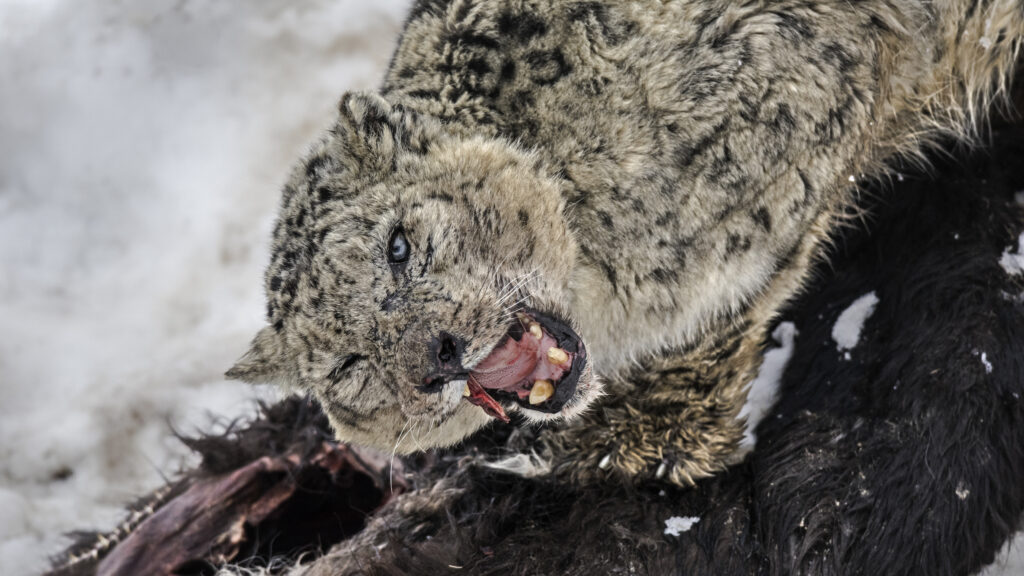 In Search of Snow Leopards: Chasing Shadows — S1E1 — 101