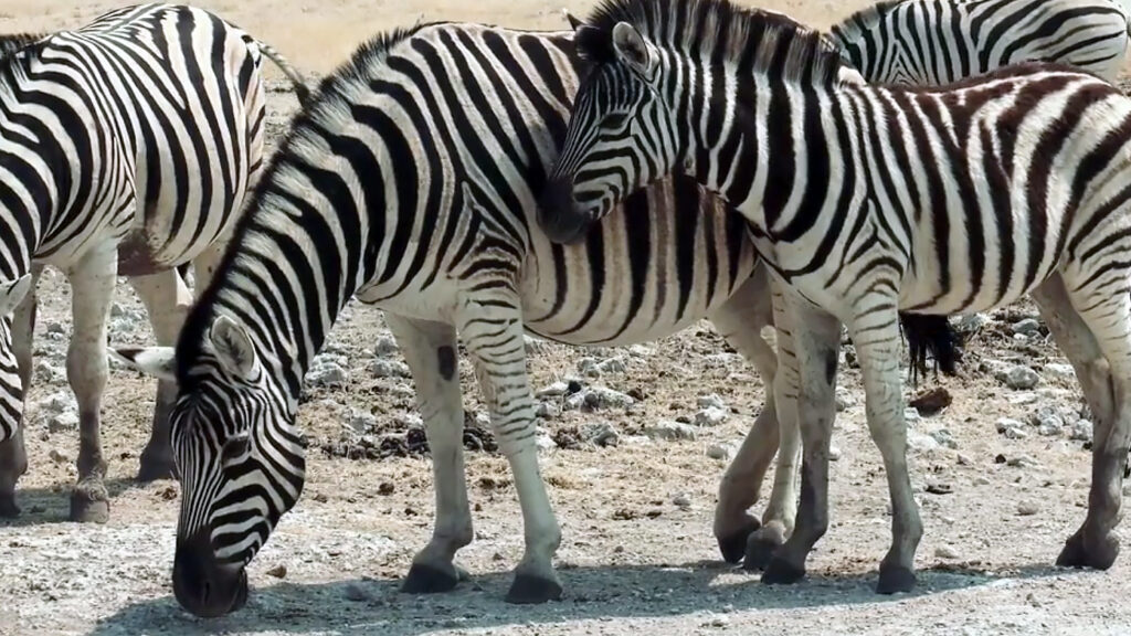 Hot Life: Africa — S1E2 — Leopard, Sand and Heat
