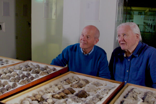 Attenborough's Wonder of Eggs