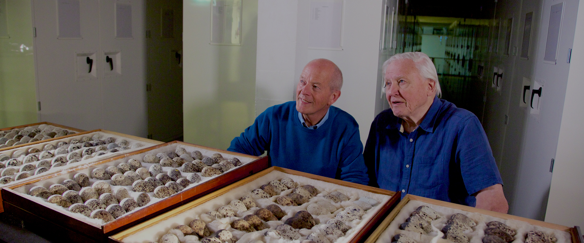 Attenborough's Wonder of Eggs