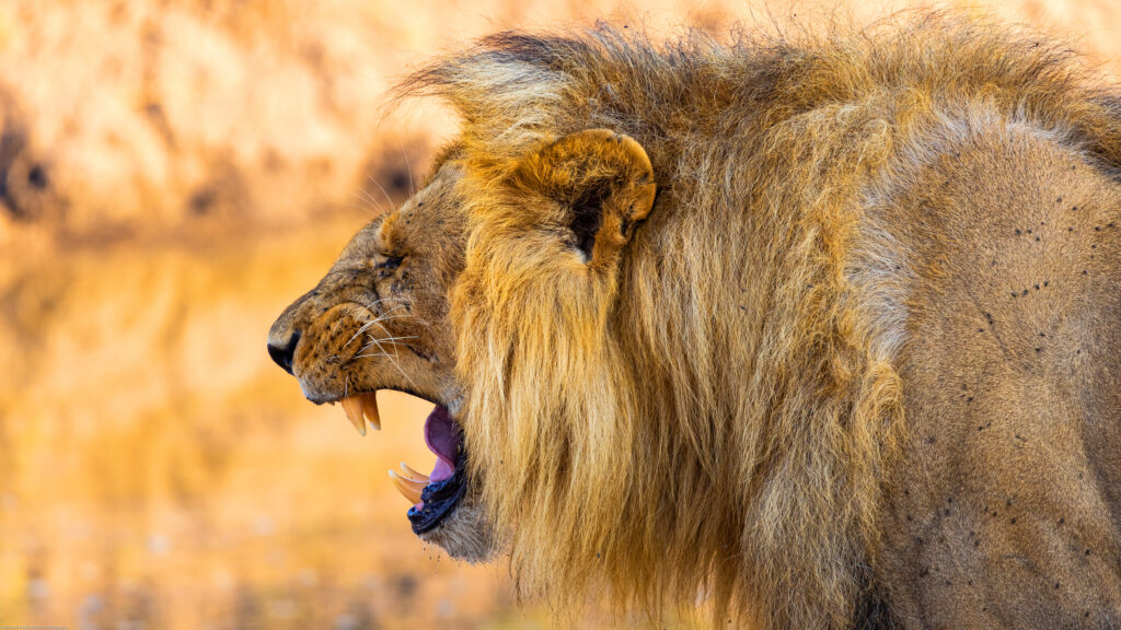 Brotherhood of Lions — S1E1 — The Route to the Top