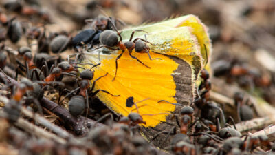Ants