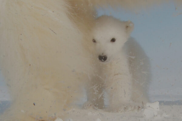 Śnieżne niedźwiedzie
