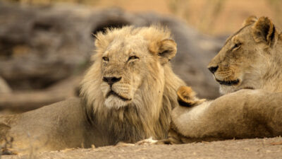Pride Rules: Lion Society's Complex Power Dynamics