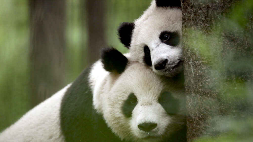 China: Nature's Ancient Kingdom — S1E1 — West: A Fragile Paradise