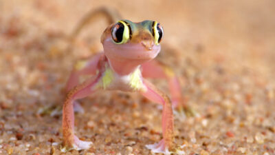 Namib Desert