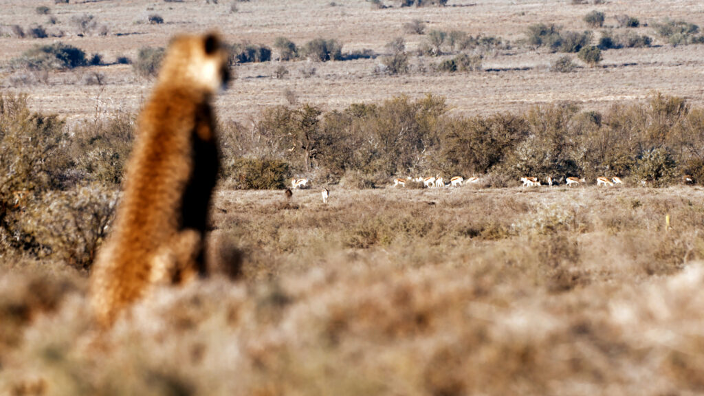 A Cheetah's Pride — S1E1 — Two Mothers, Nine Cubs