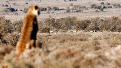 Two Mothers, Nine Cubs
