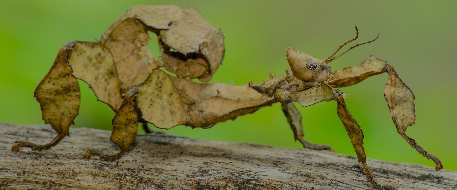 Extreme Bugs
