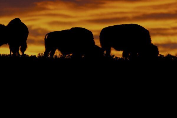 Bison - An American Icon