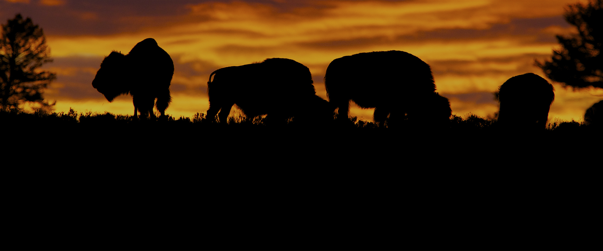 Bison - An American Icon