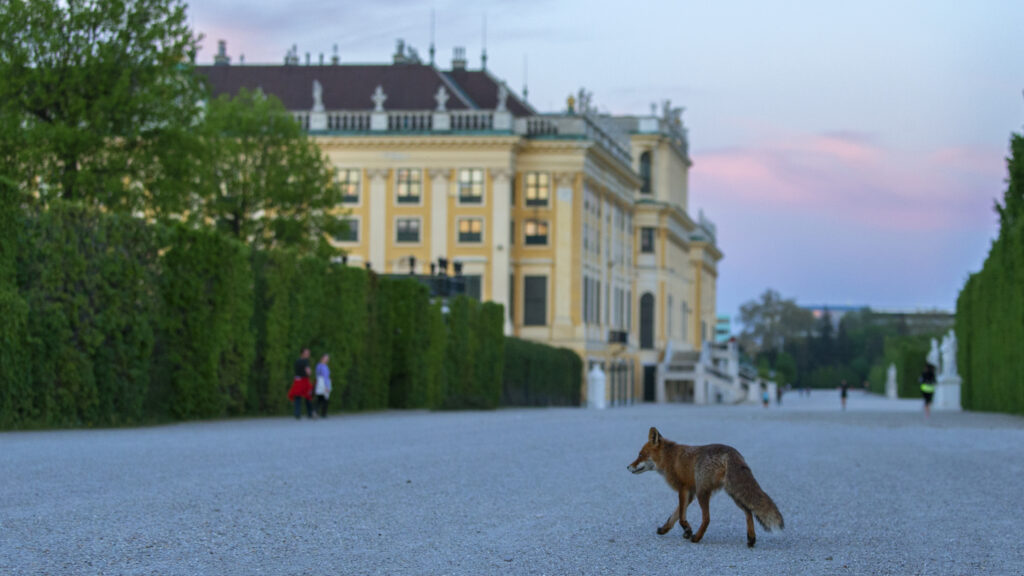 Wild Vienna - S1