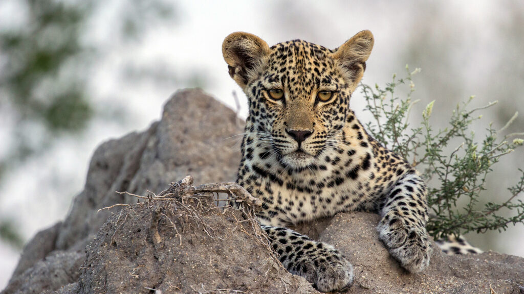 A Game of Leopard Thrones — S1E2 — Turmoil
