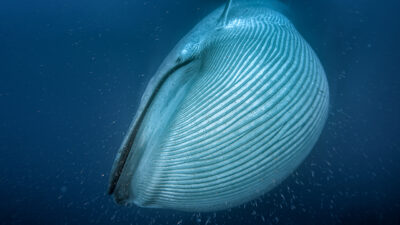 Blue Whales: Return of the Giants — Episode 0