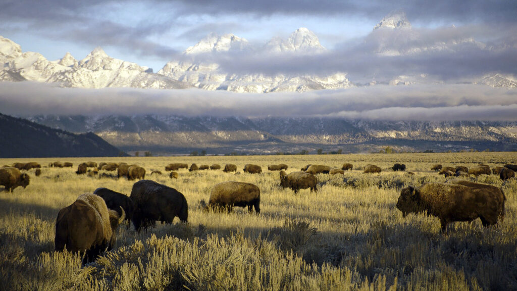 Bison – An American Icon — S1