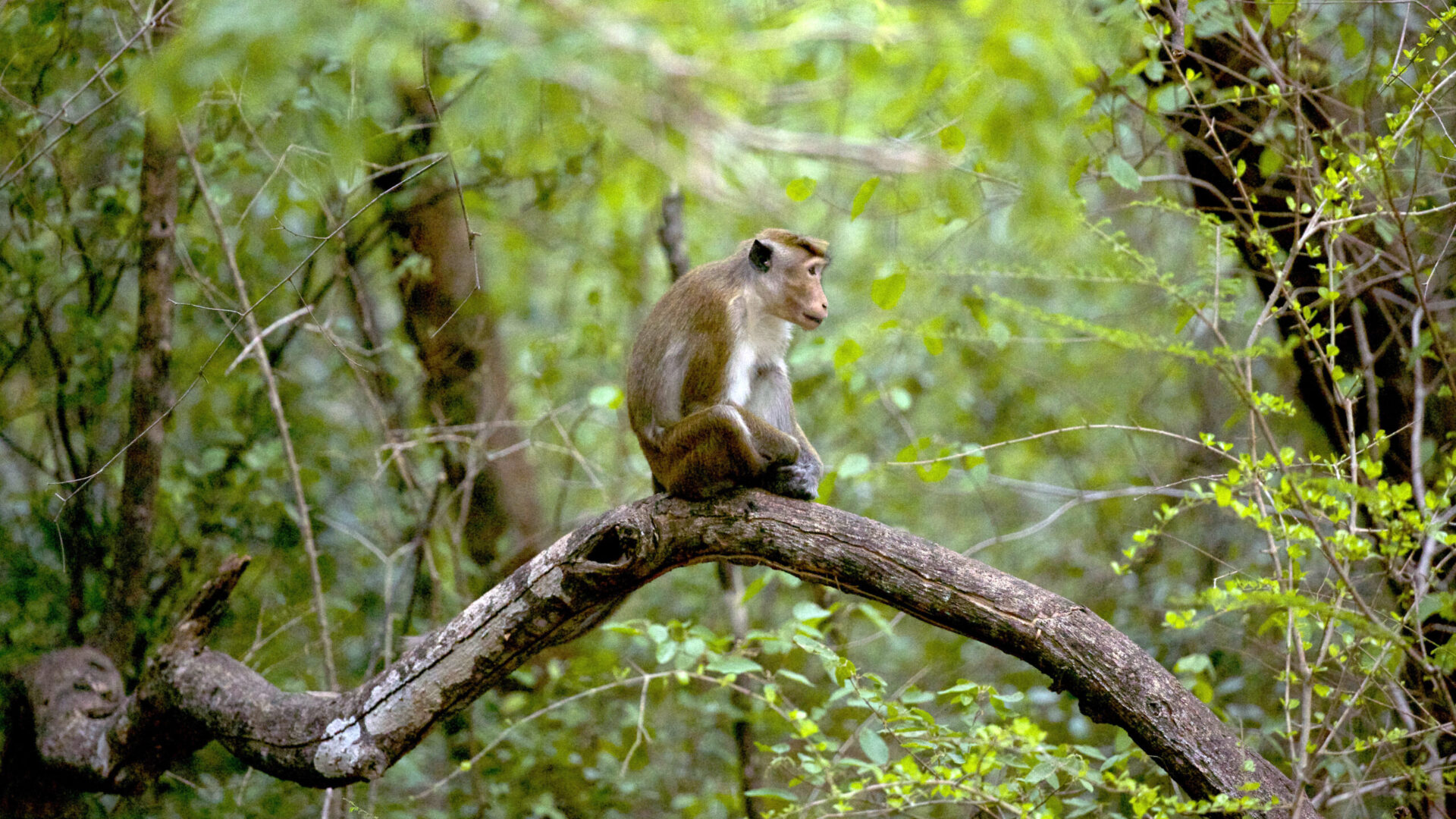 Wild Sri Lanka: Realm of the Leopard