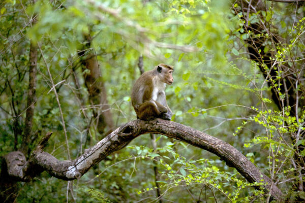 Wild Sri Lanka: Realm of the Leopard