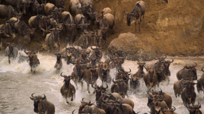Scavengers