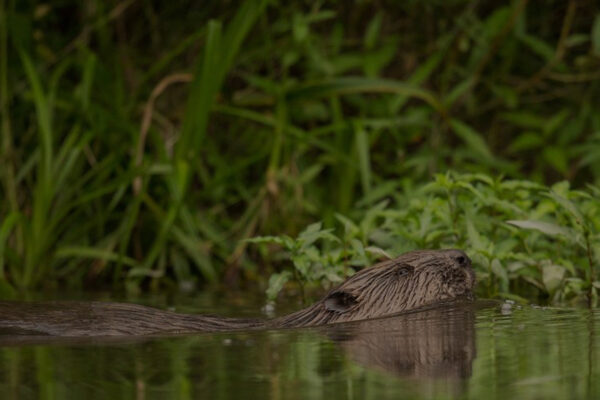 Wild Slovakia with Nigel Marven